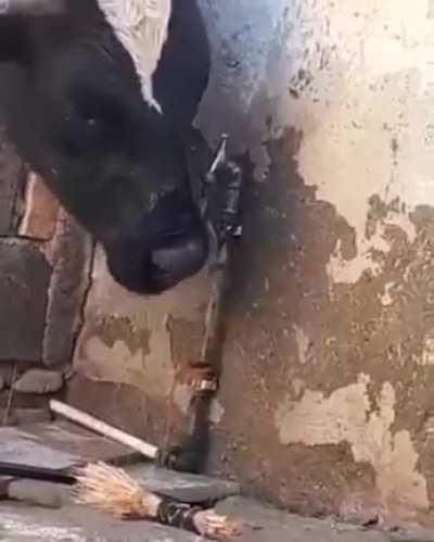 Cow opens tap to drink water and closes it afterwards after drinking