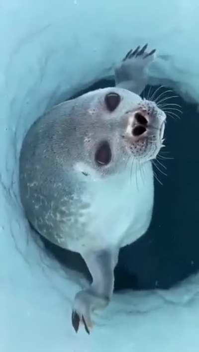 How a seal’s nose prevents water from entering its lungs