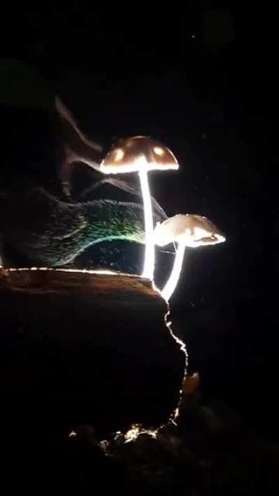 Mushrooms releasing millions of spores