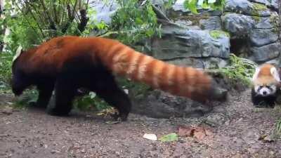 A baby Red Panda pouncing on it's mother🐼🔴