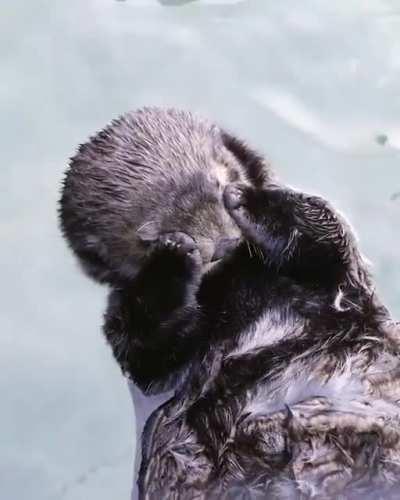 Sea otters will often cover their eyes with their paws to help them sleep during the day.