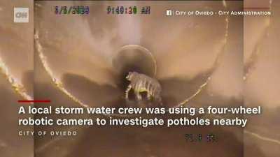 Video shows a 5-foot-long alligator wandering Florida's sewers. Workers performing video inspection of the storm sewer initially thought it was a toad. (That would be a really big fuckin' toad).