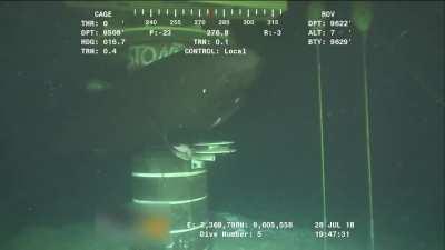 Massive Sleeper/Greenland Shark approaches an oil rig and collides with ROV; it can live 400+yrs, weigh over a ton, and is the only major predator of the Giant Squid besides the Sperm Whale.