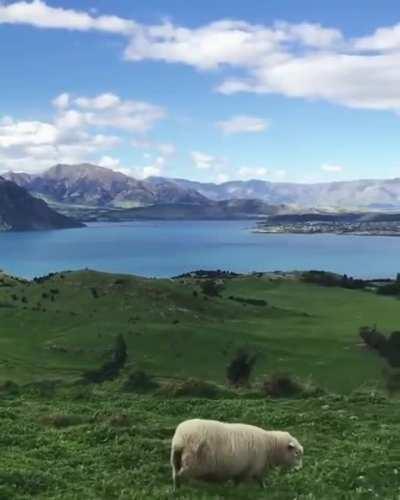 🔥 The beautiful rugged grasslands of New Zealand 🔥