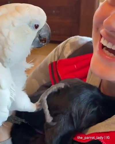 Parrot loves his new puppy