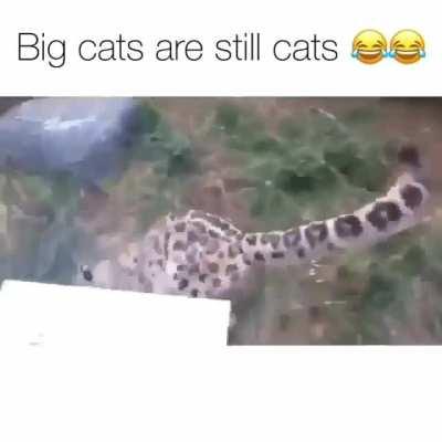 Big cats are still cats