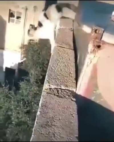 This cat jumps off a roof, lands on another roof unscathed