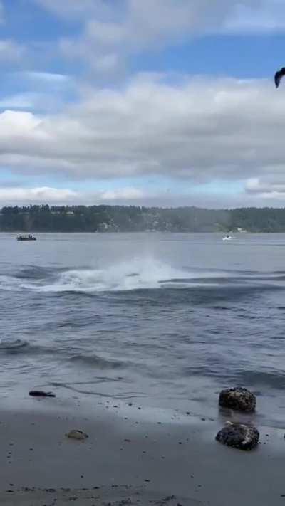 Orca baiting seal pups