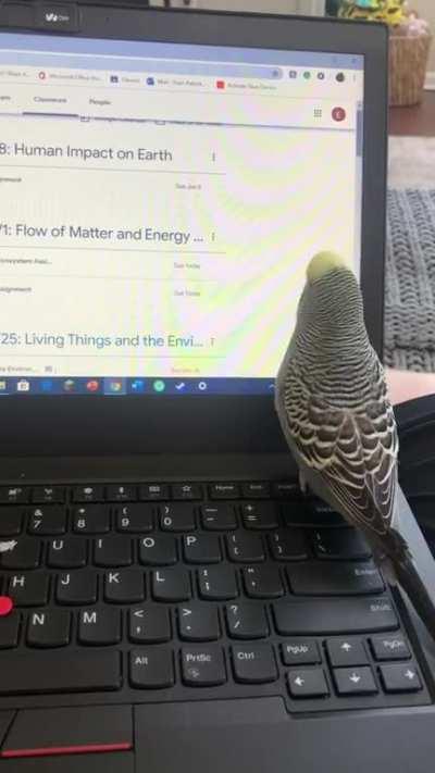 I love doing homework with my bird