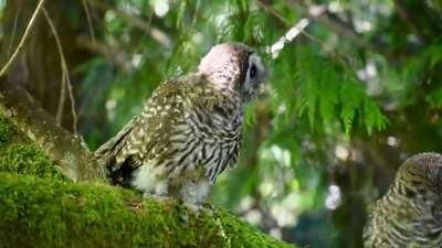 barred owlet siblings screeching about to each other