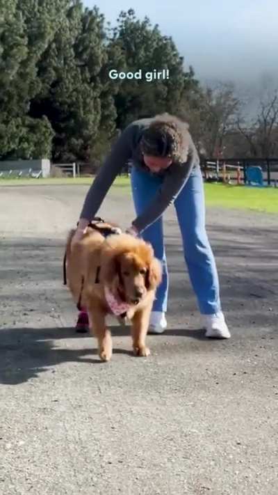 Golden Retriever Battles Obesity 