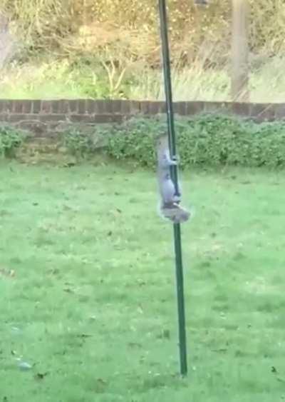 Squirrel giving up all hope and letting gravity do its thing