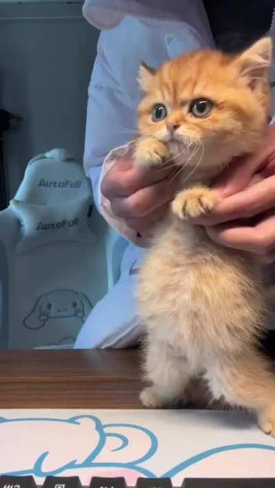 Cute kitten dancing!