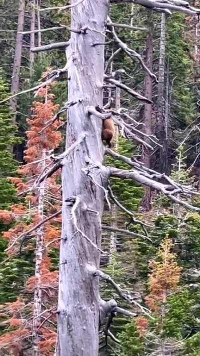 Bear climbing massive tree