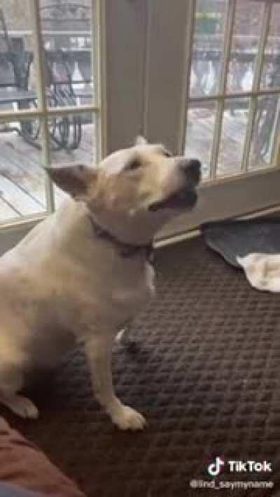 Deaf dog thinks he’s barking (with sound)