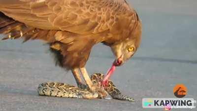Snake eagle rips and eats a Snake alive