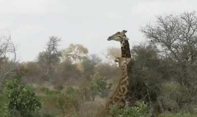 Giraffes battle in South Africa's Kruger Park before winner poses with hoof on foe