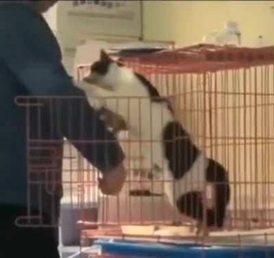 A caretaker went to feed cat at a shelter but the cat asks for hugs instead of food