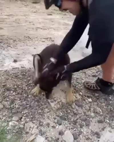 Helping a dog