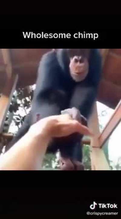 Wholesome chimp 🍌