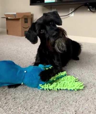 Are goofy schnauzer mixes allowed??