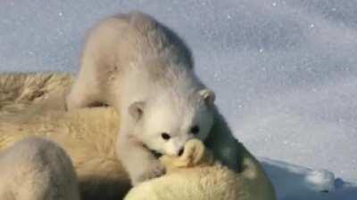 Patient mama polar bear