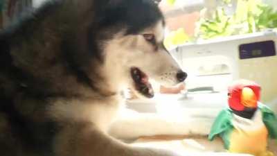 Husky has an argument with a “bird” that talks back