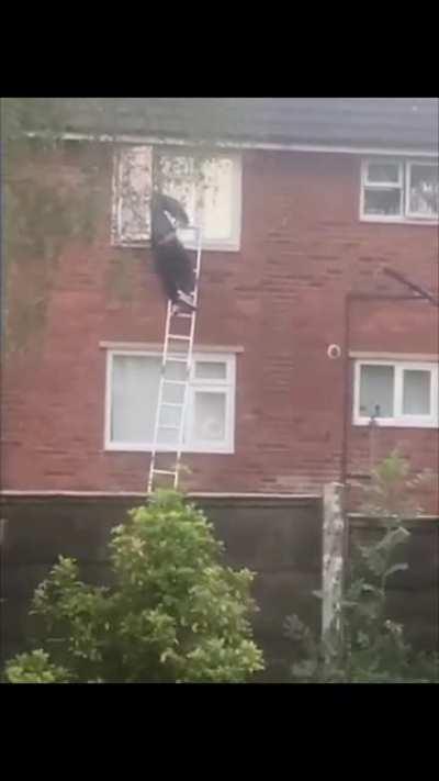 WCGW not knowing how to climb a ladder