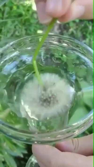 Dandelion seedheads are water resistant