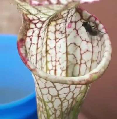 The secret inner workings of the Pitcher Plant, everyone.