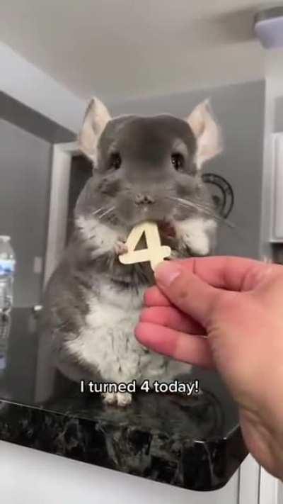 Chinchillas’ teeth never stop growing. In fact, they can grow upwards of 12 inches or 30cm in just one year. This is why they are such avid chewers and why they will chew anything in sight if they don’t have access to proper chew toys.