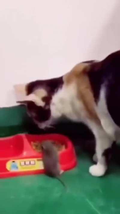 Can anyone explain this behavior of a cat from a scientific point of view?