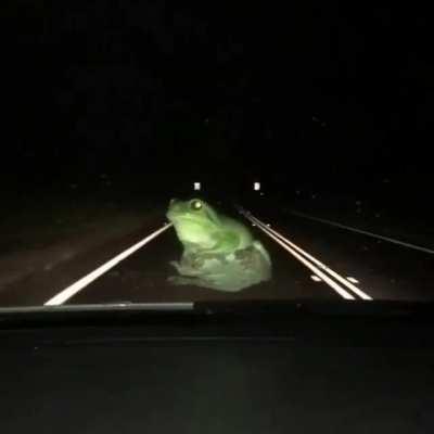 🔥 It's Wednesday so here's a frog chilling out on the windscreen of a car on the highway