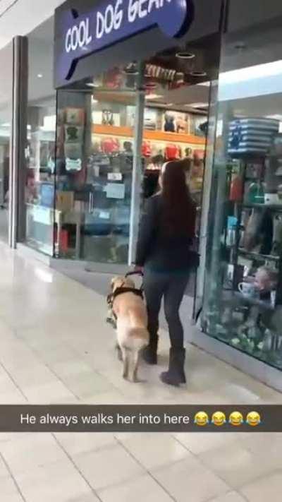 Guide dog makes sure that owner doesn't forget an important shopping stop