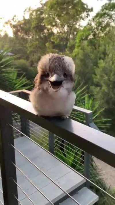 Adorable Baby Kookaburra!