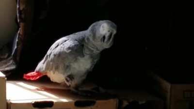 My African Grey, making business calls.