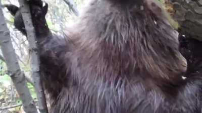 A beaver methodically chewing through a tree limb