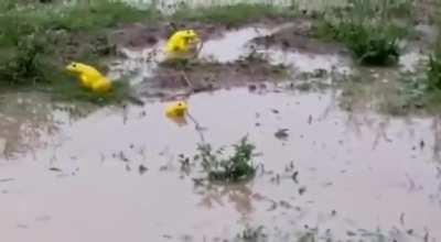 These guys emerged after rains in west India