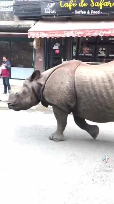 Just a random rhino walking through a street in Nepal