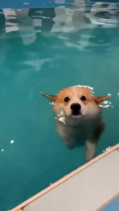 Swimmy boi