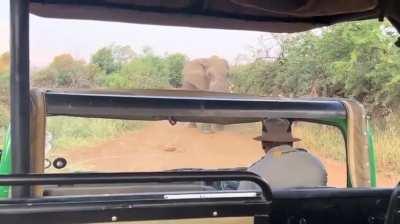 Massive elephant lifts a safari truck