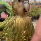 Happy Monday from Sinbad the Kakapo!