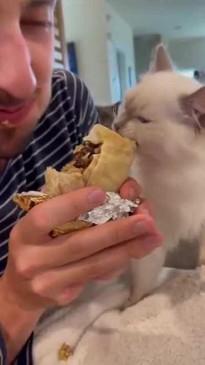 Man + kitty share burrito