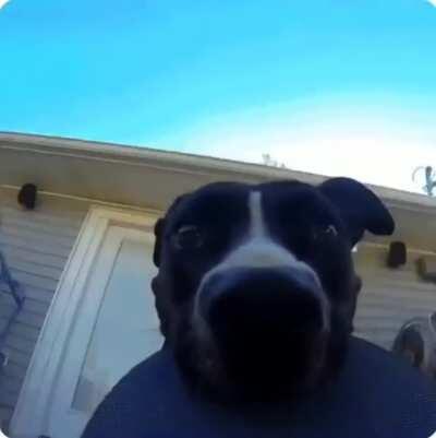 Dog steals gopro and, then, the entire show