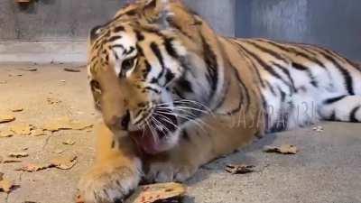 Young Male Tiger being adorable and chewing up boxes