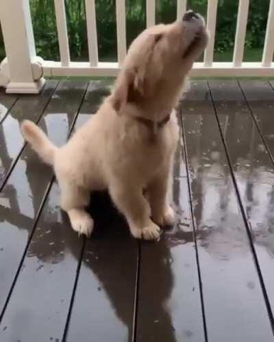 Little puppy trying to eat the rain