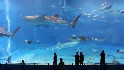 The Okinawa Churaumi Aquarium in Japan - the main tank (Kuroshio Sea) contains whale sharks, manta rays, and other fish species. It holds 7,500,000 litres (1,981,000 US gal) of water.