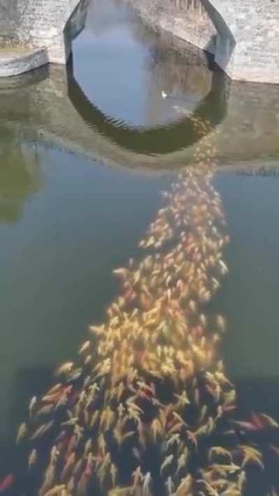 School of fish following a duck, very interesting.