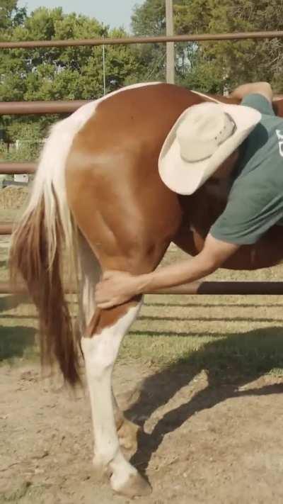 Chris Gregory of Heartland Horseshoeing School explains how to control a crazy kicking horse while trying to put on a horseshoe.