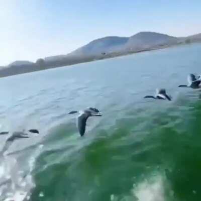 🔥 Geese flying in formation with guy in boat.